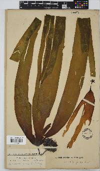 Laminaria pallida image