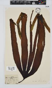 Laminaria pallida image