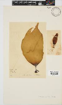 Laminaria pallida image