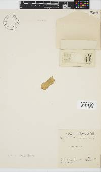 Laminaria pallida image