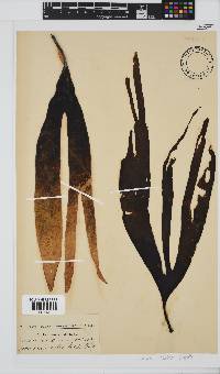 Laminaria pallida image