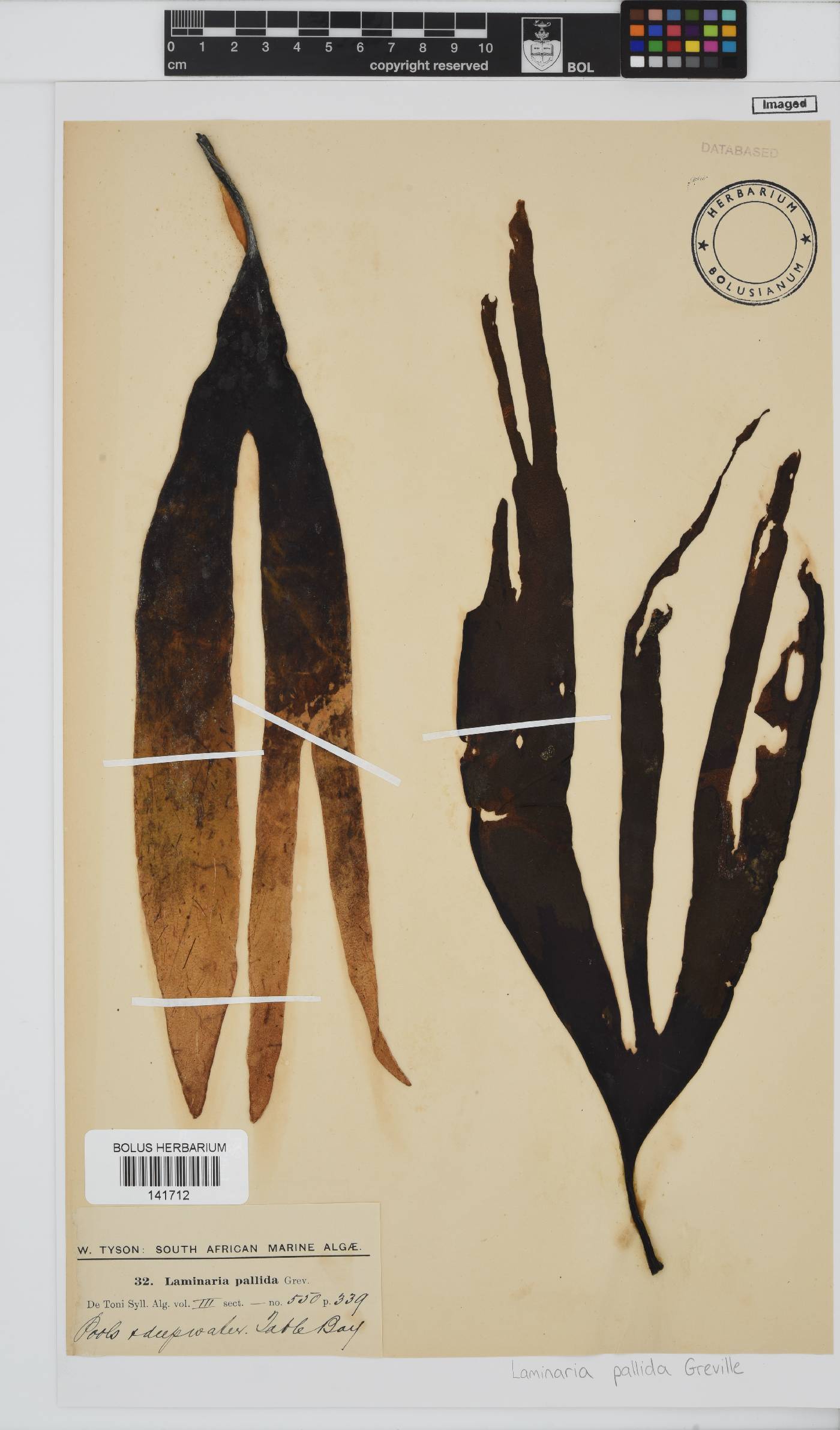 Laminariaceae image