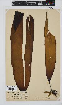 Laminaria pallida image