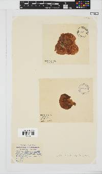 Leathesia marina image