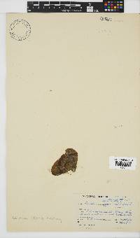 Leathesia marina image