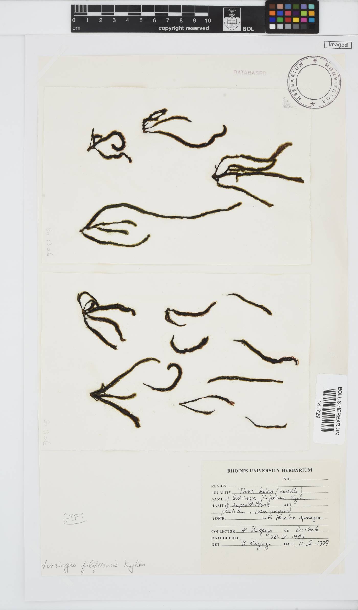 Levringia image