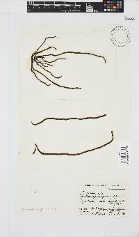Levringia filiformis image