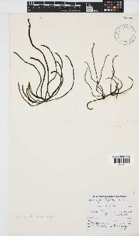 Levringia filiformis image
