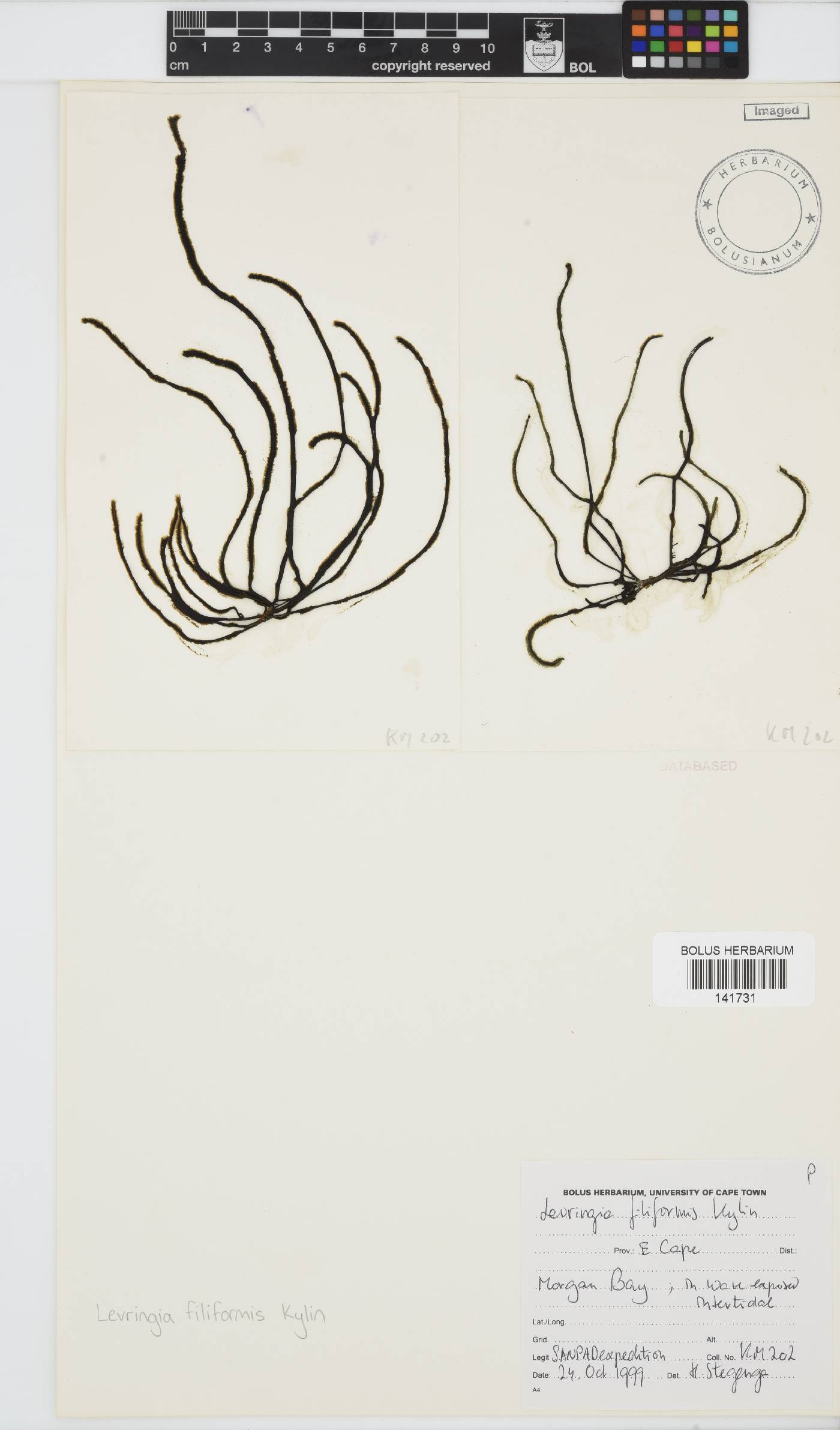 Levringia filiformis image
