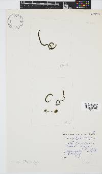 Levringia filiformis image