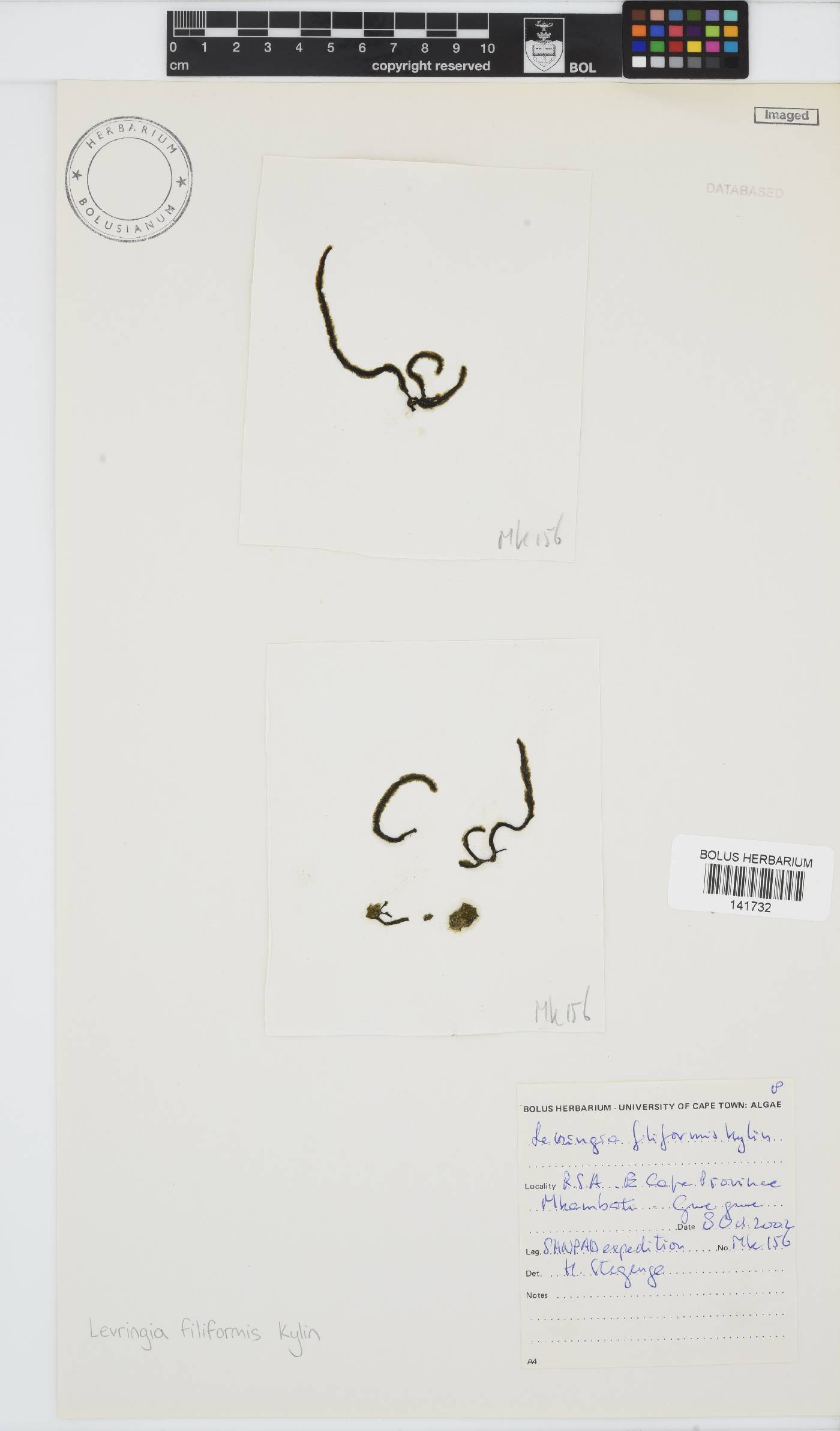 Levringia image