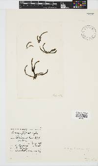 Levringia filiformis image