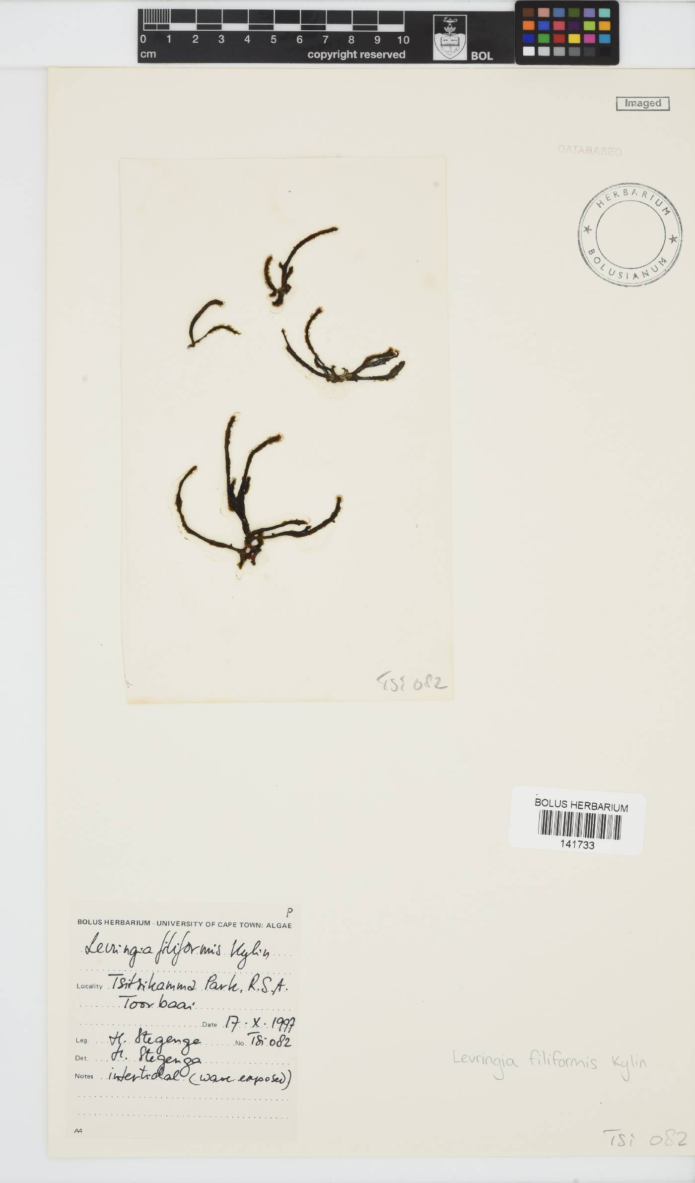 Levringia filiformis image
