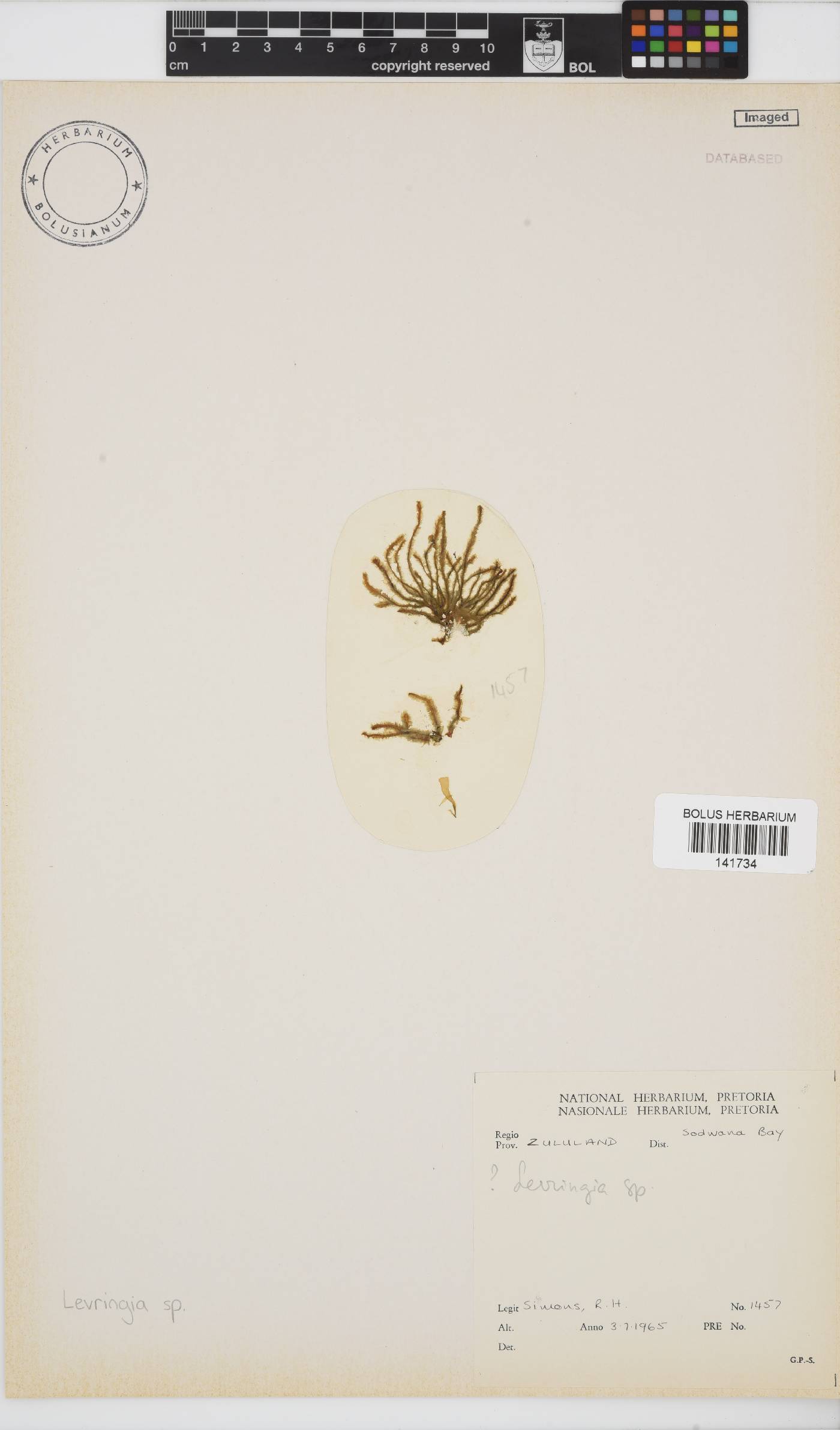 Levringia image