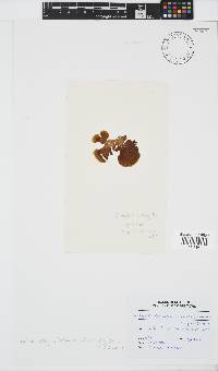 Lobophora variegata image