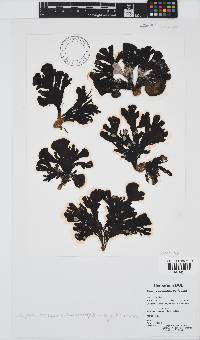 Lobophora variegata image