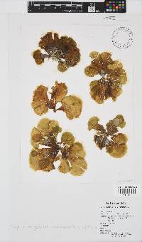 Lobophora variegata image