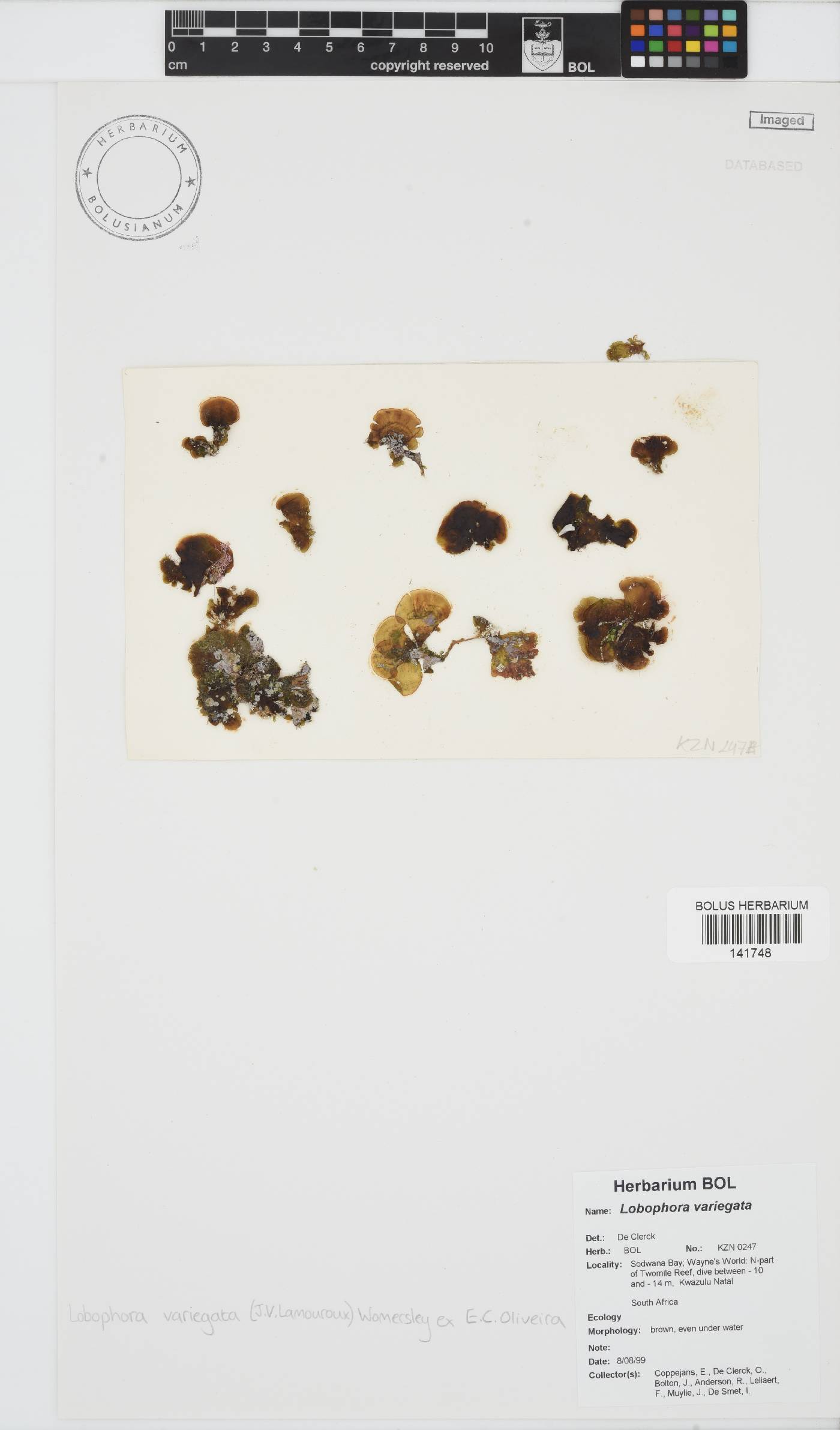 Lobophora variegata image