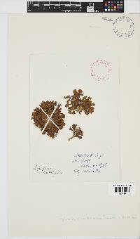 Lobophora variegata image