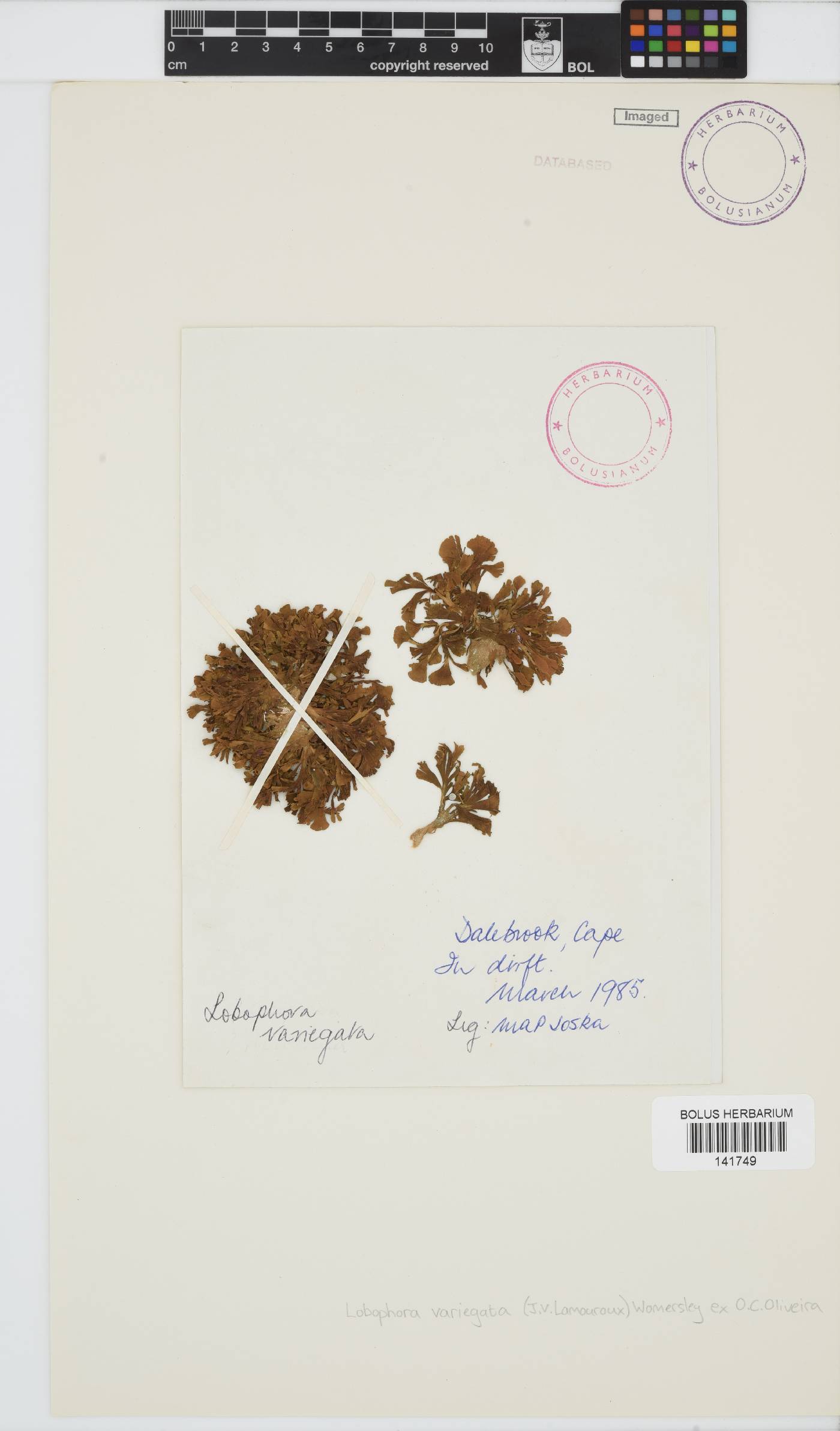 Lobophora variegata image