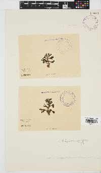Lobophora variegata image
