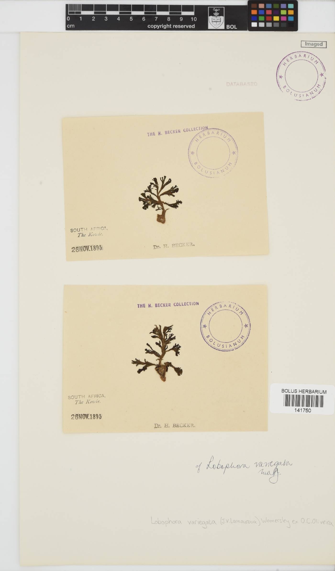 Lobophora variegata image