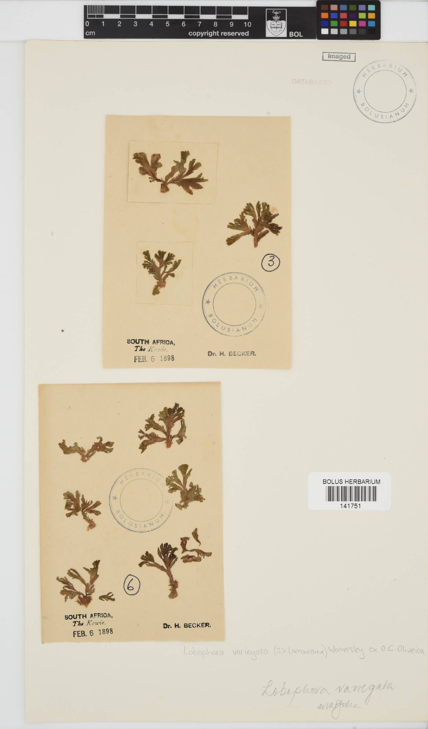 Lobophora variegata image