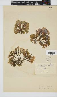 Padina boryana image