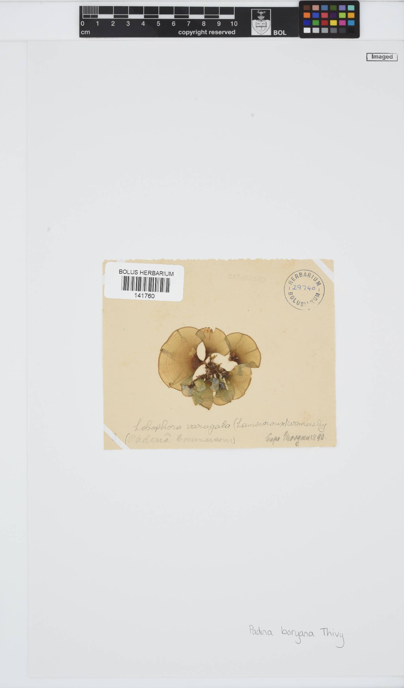 Padina boryana image