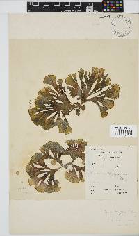 Padina boryana image