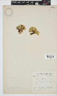 Padina boryana image