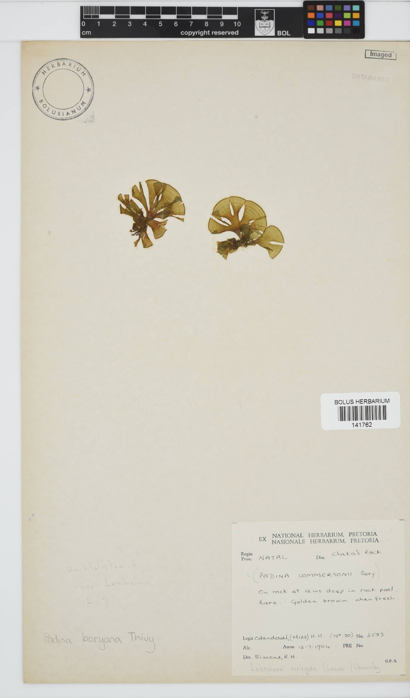 Padina boryana image