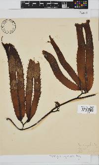 Image of Macrocystis pyrifera