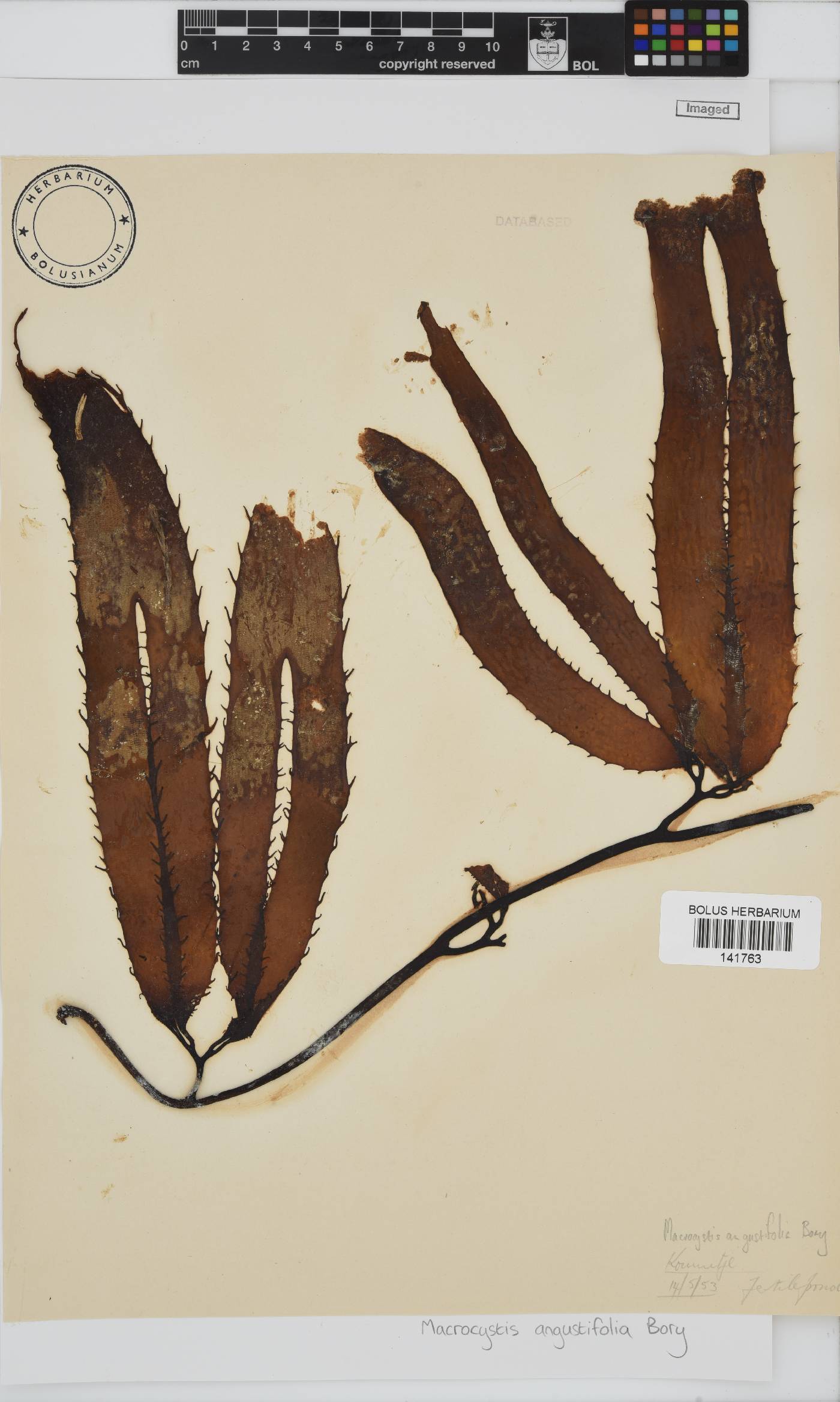 Macrocystis pyrifera image