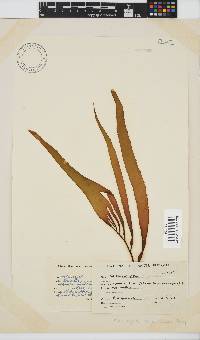Macrocystis pyrifera image