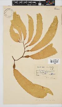 Macrocystis pyrifera image