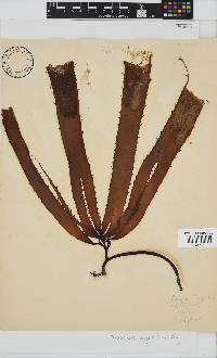 Macrocystis pyrifera image
