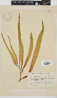 Macrocystis pyrifera image