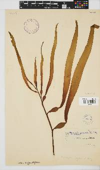 Macrocystis pyrifera image