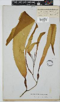 Macrocystis pyrifera image