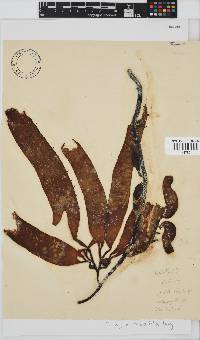 Macrocystis pyrifera image
