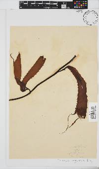 Macrocystis pyrifera image