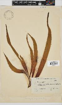 Macrocystis pyrifera image