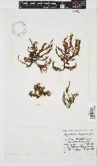 Myriocladia capensis image