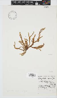 Myriocladia capensis image