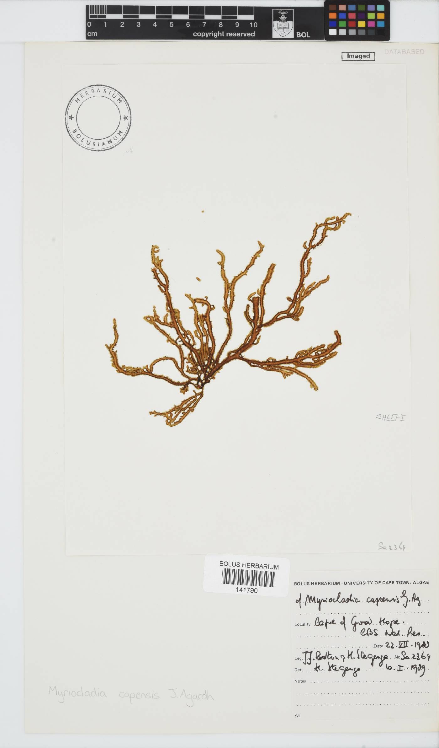 Myriocladia capensis image