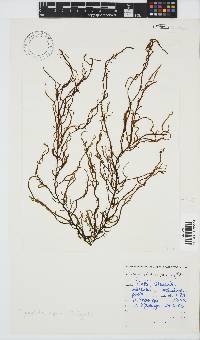 Myriocladia capensis image