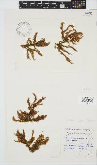 Myriocladia capensis image