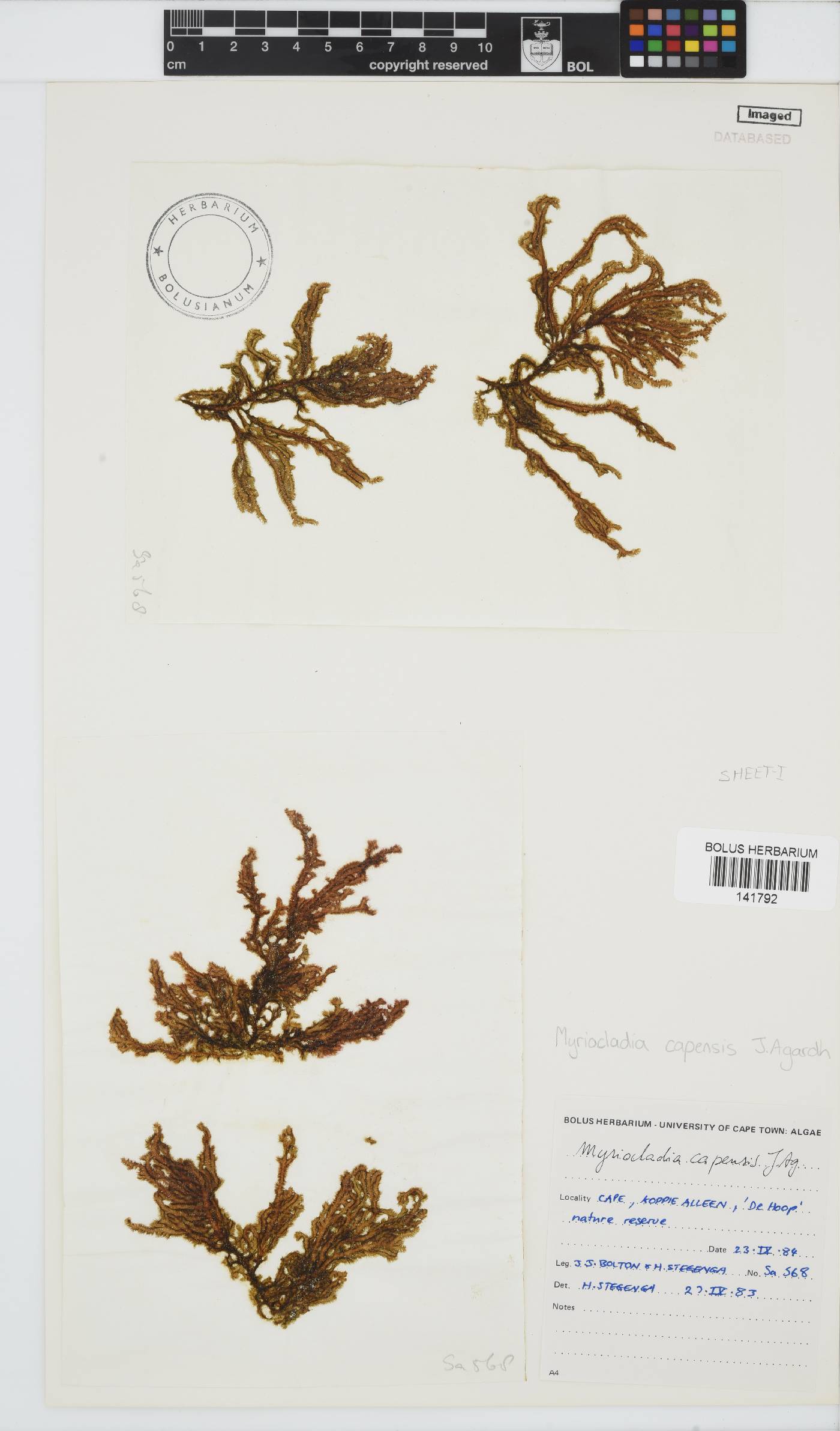 Myriocladia capensis image