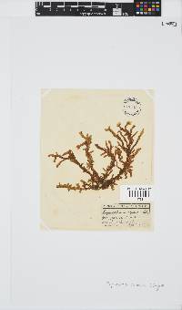 Myriocladia capensis image